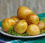 cacareo papa amarilla